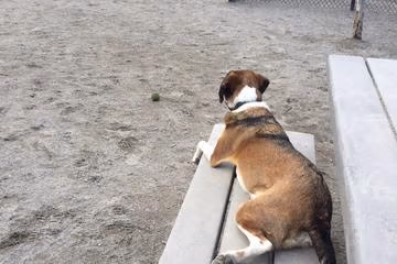 Nunziato Field & Dog Park photo 2